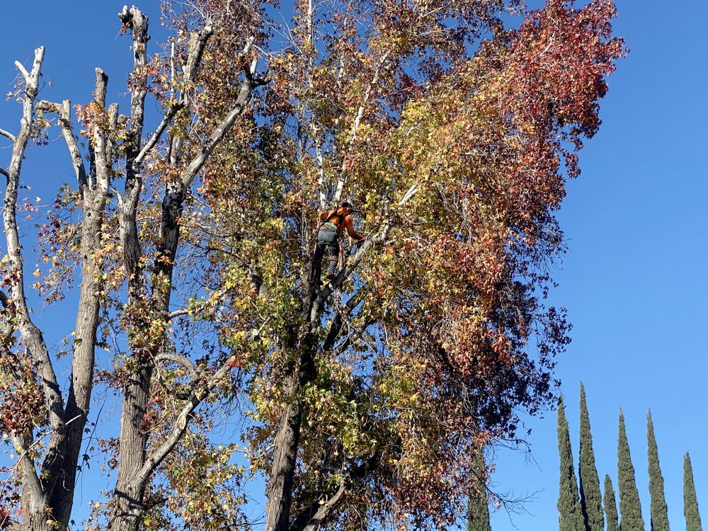 A man is climbing a tree with a chainsaw.