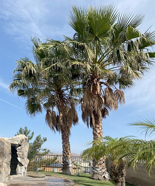 A couple of palm trees standing next to each other in a park.