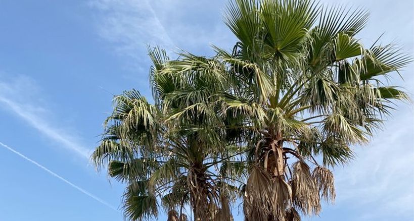 A group of palm trees against a blue sky with clouds.