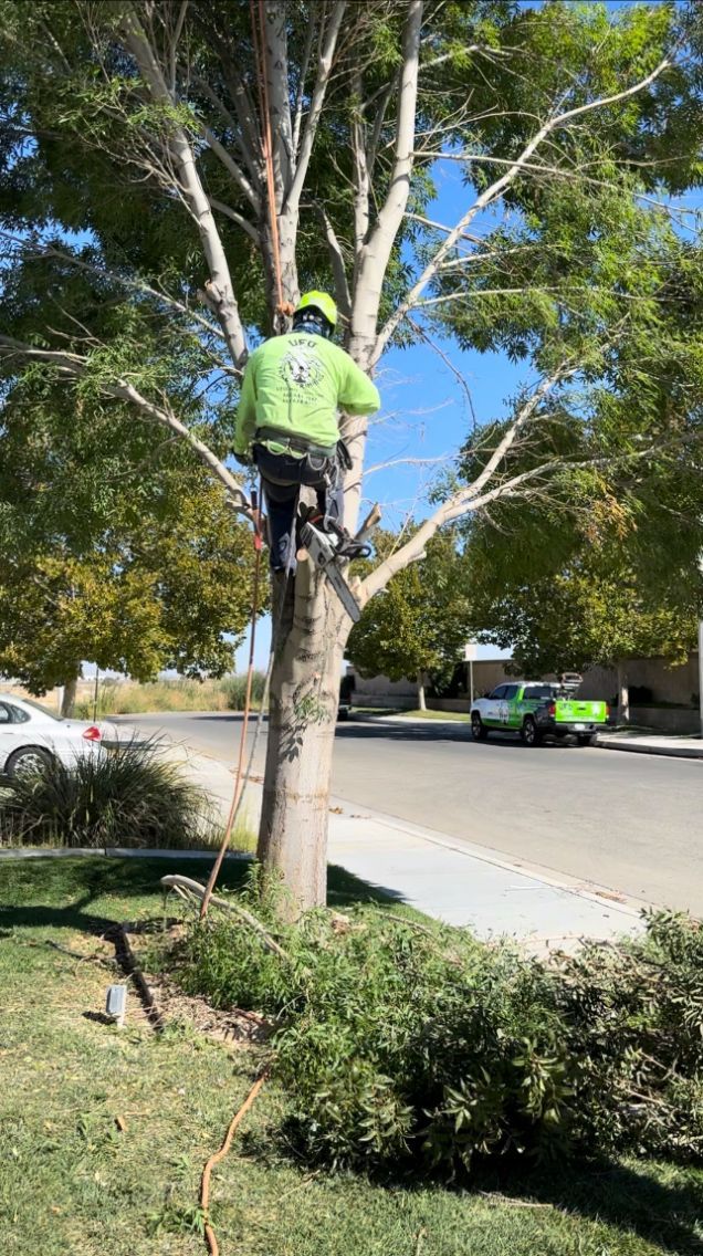 A man is climbing a tree with a chainsaw.