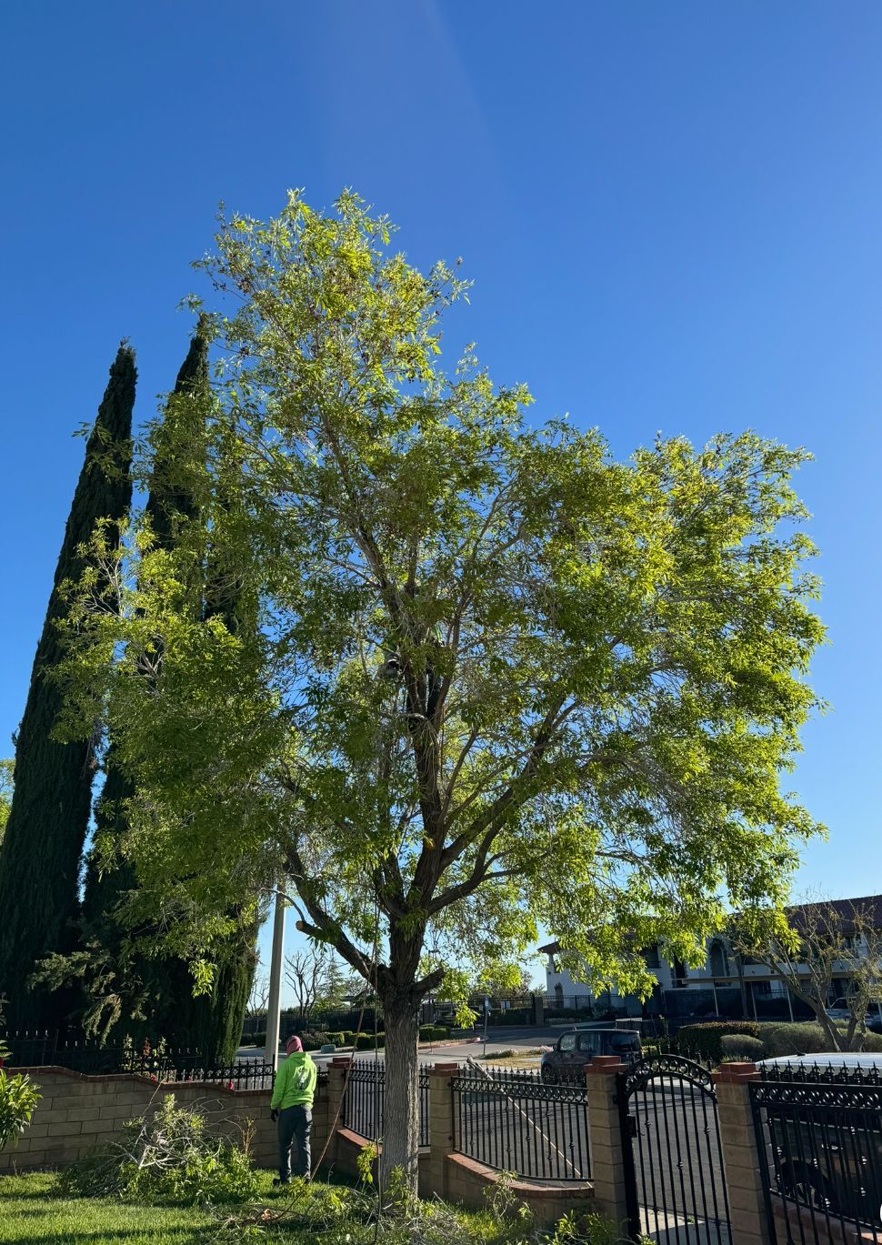 A man is standing next to a large tree in a yard.