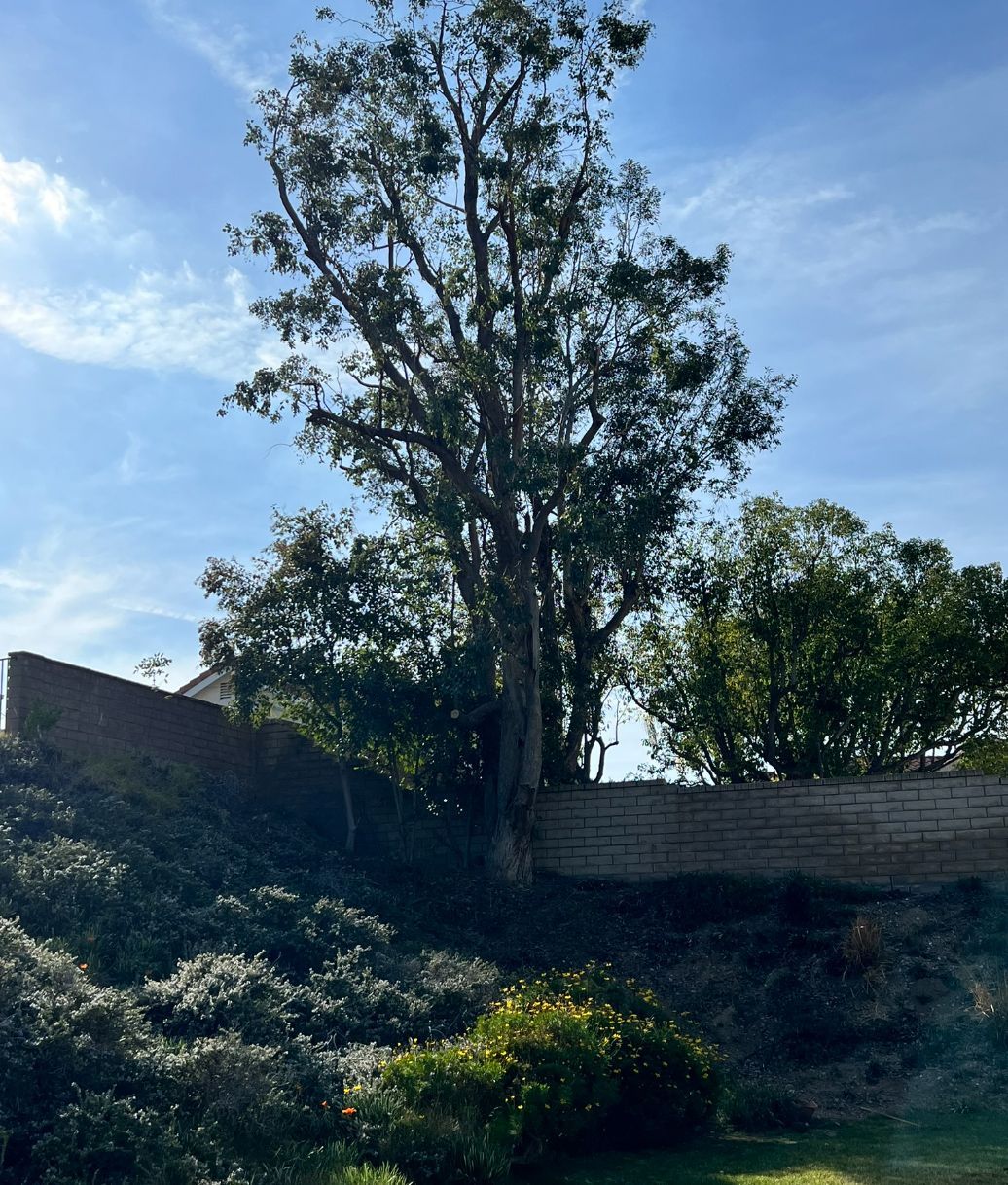 A tree with a blue sky in the background
