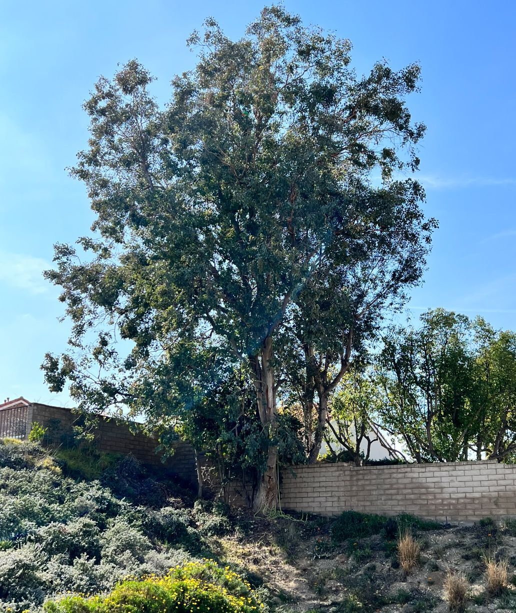 A large tree stands in the middle of a lush green field