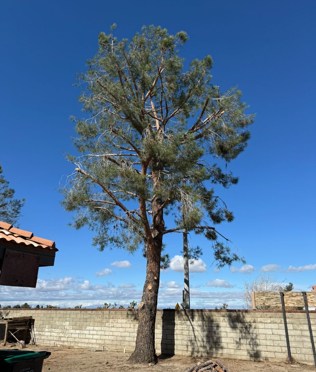 Two trees are standing next to each other in front of a brick wall.