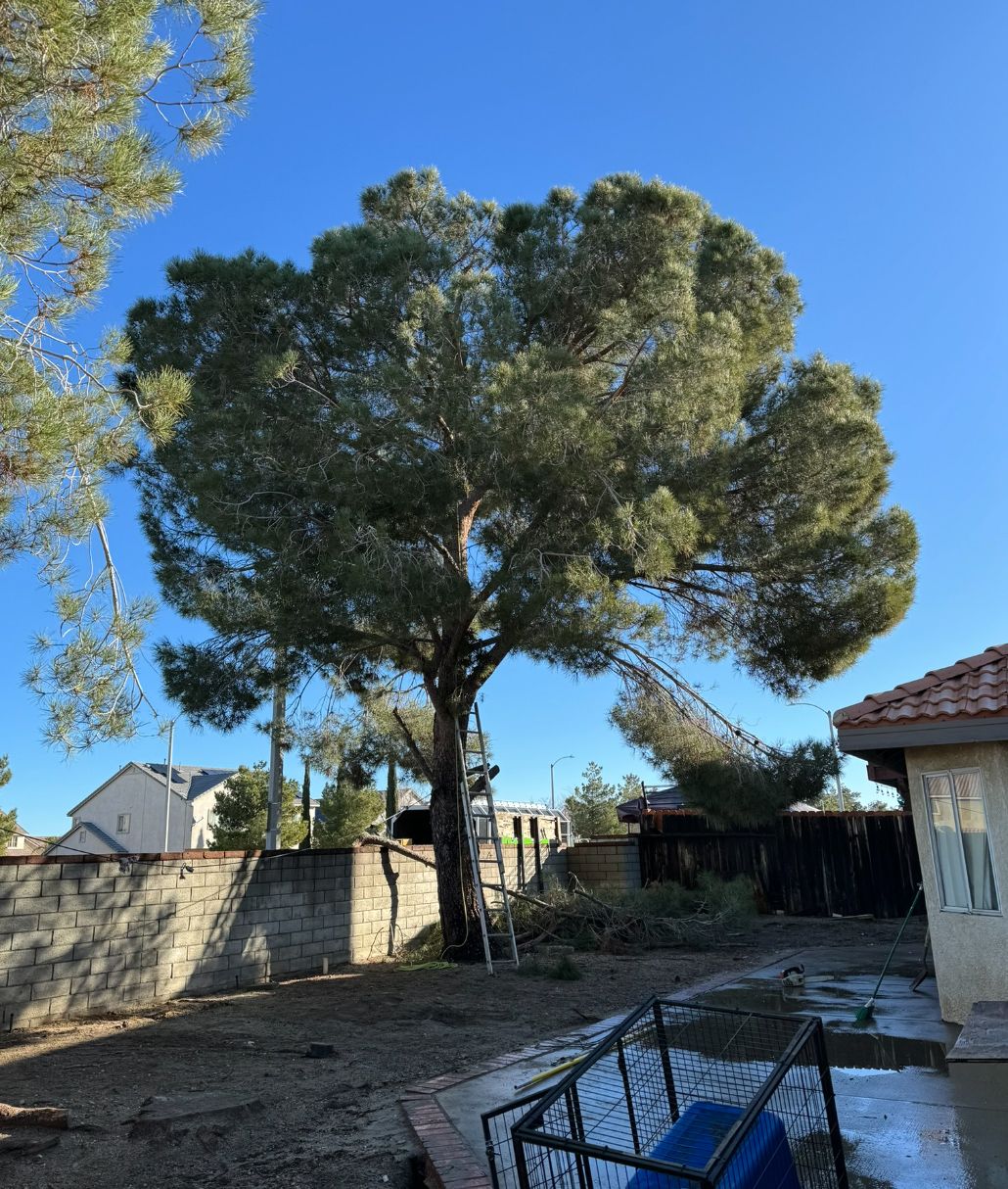 A large tree is in the backyard of a house