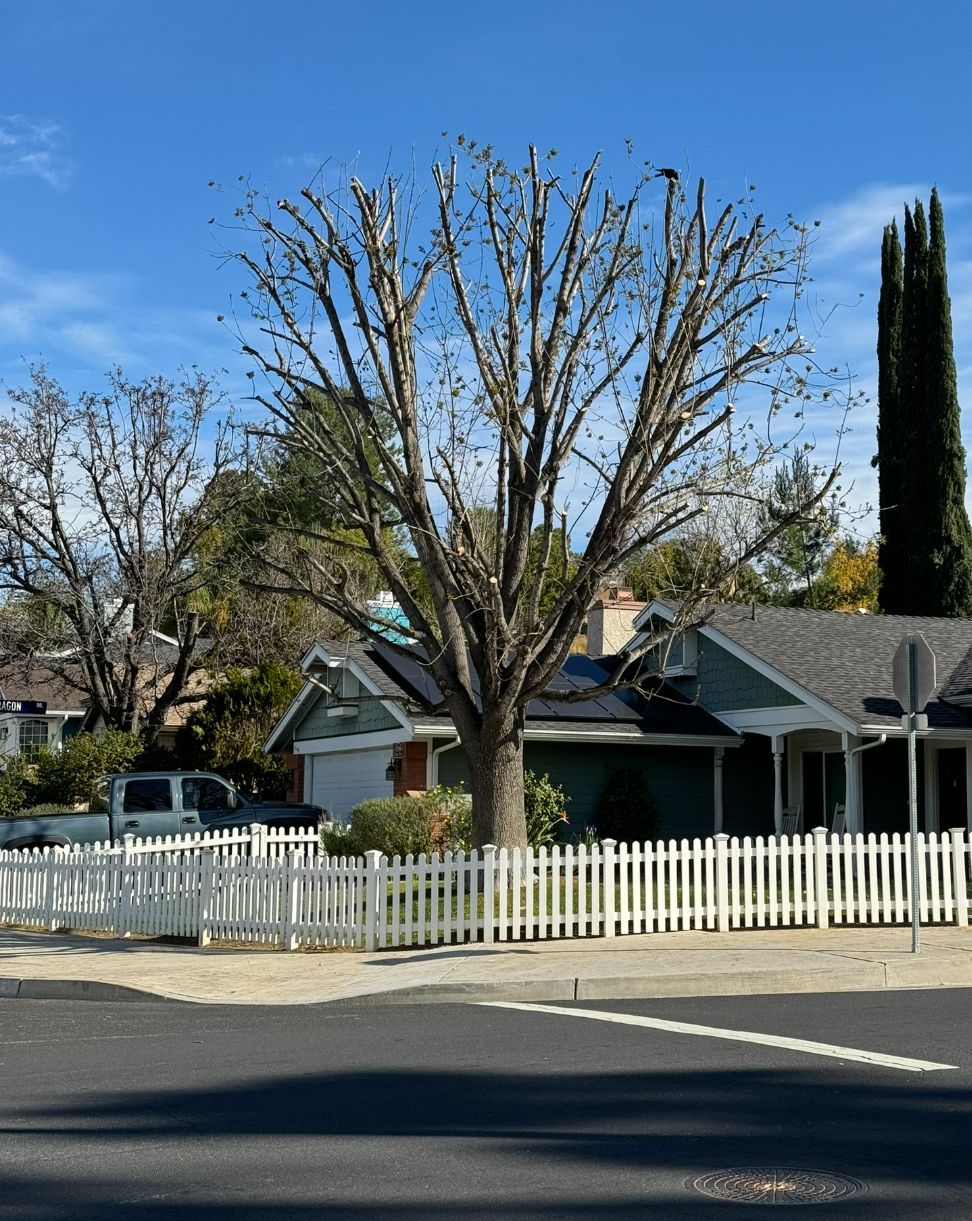 A house with a white picket fence and a tree in front of it