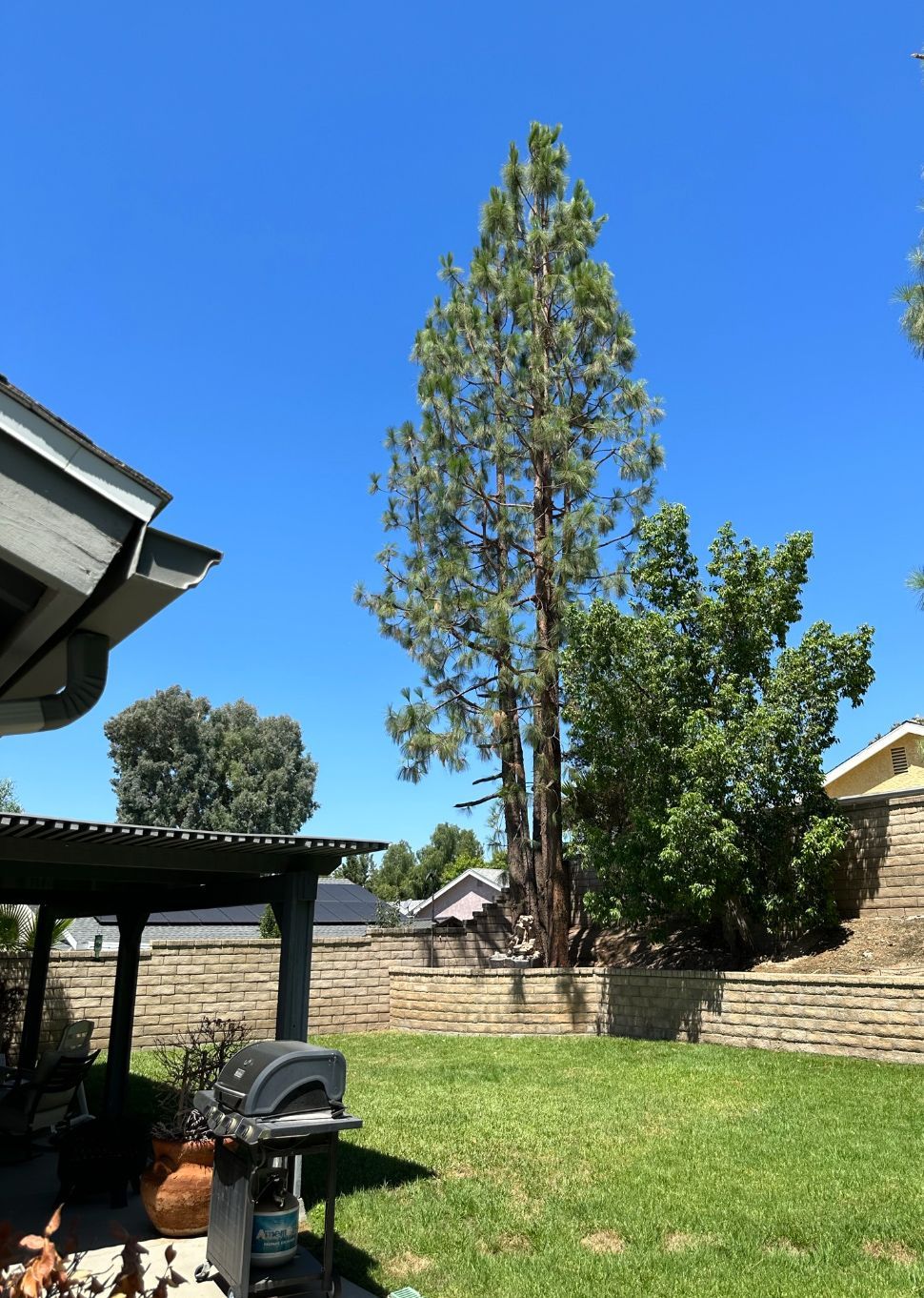 A backyard with a large tree in the middle