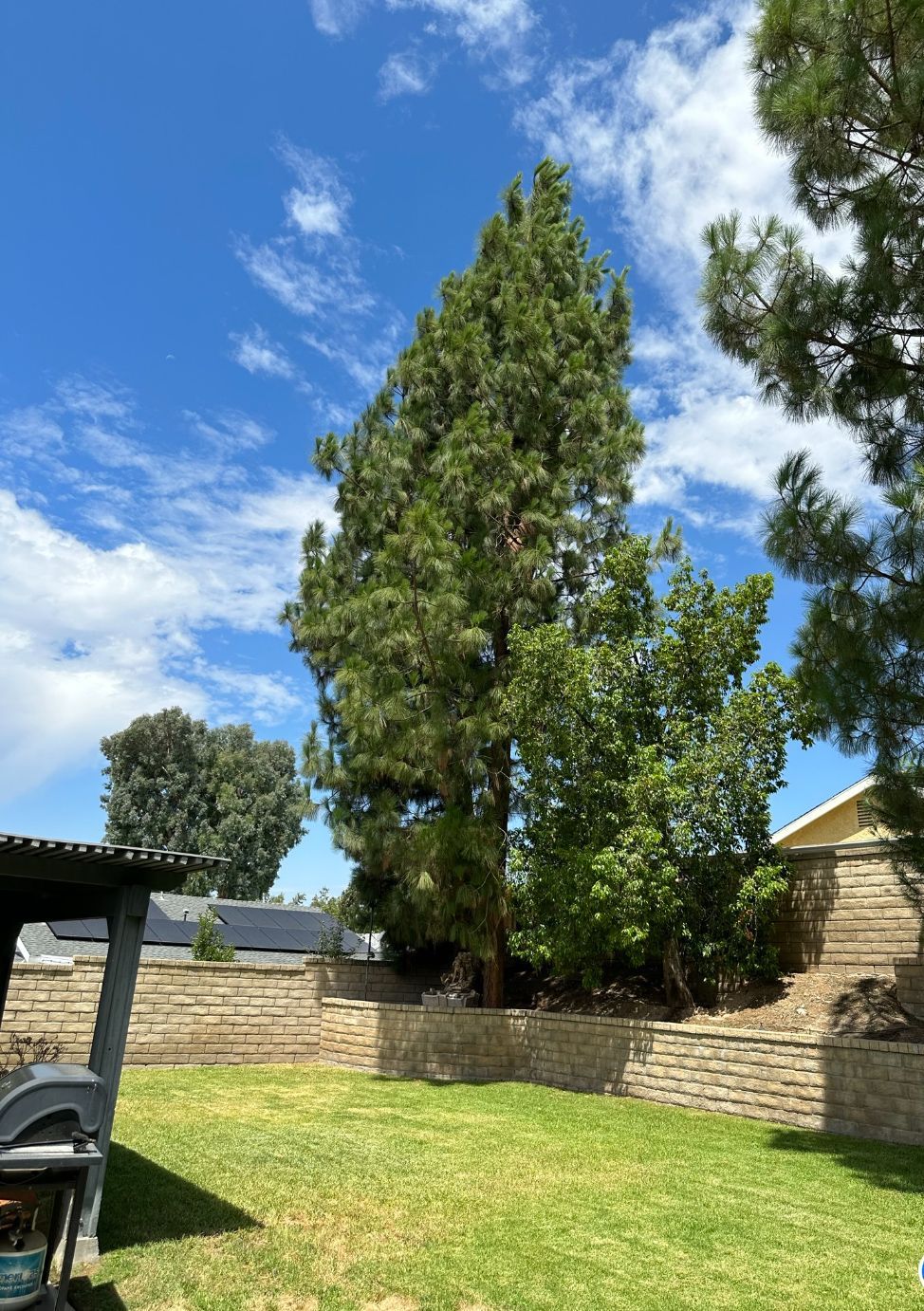 A large tree is in the middle of a lush green yard in front of a house.