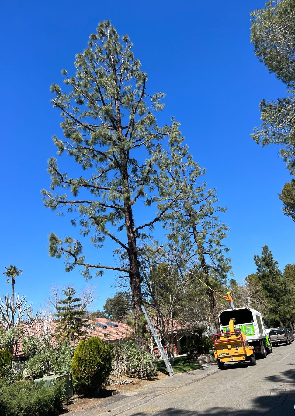 A truck is parked on the side of the road next to a tree.