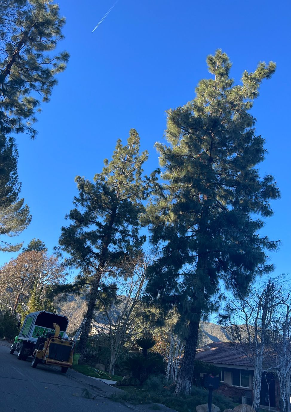 A house with a lot of trees in front of it