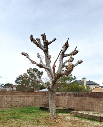 A tree with a lot of branches is in a backyard.