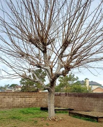 A tree without leaves is in a backyard next to a brick wall.