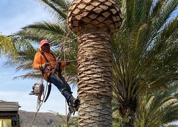 A man is climbing a palm tree with a chainsaw.