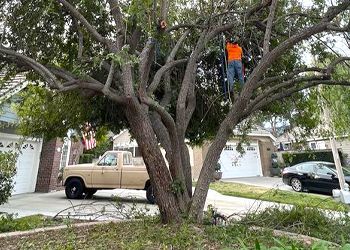 A man is climbing a tree next to a truck.