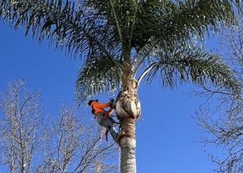 A man is climbing up a palm tree.