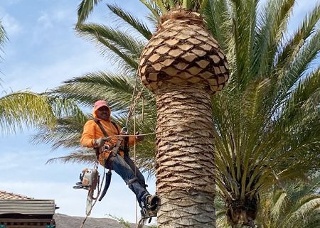 A man is climbing a palm tree with a chainsaw.