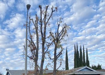 A row of trees in front of a house on a cloudy day.