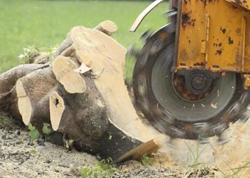 A tractor is cutting a tree stump in a field.