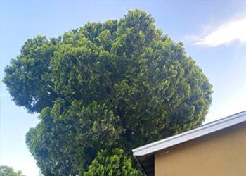 A large tree with lots of leaves is in front of a house