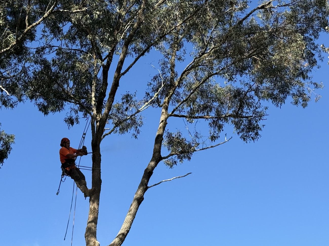 A Man Is Climbing Up A Tree With A Chainsaw — Alex's Vegetation in Lake Cathie, NSW