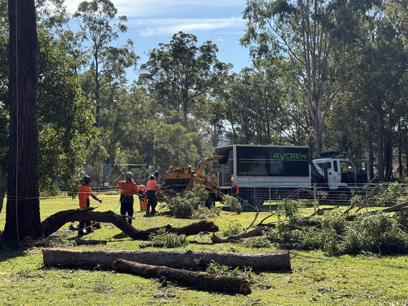 A Large Tree In A Field With Storage Sheds Behind It — Alex's Vegetation in Port Macquarie, NSW