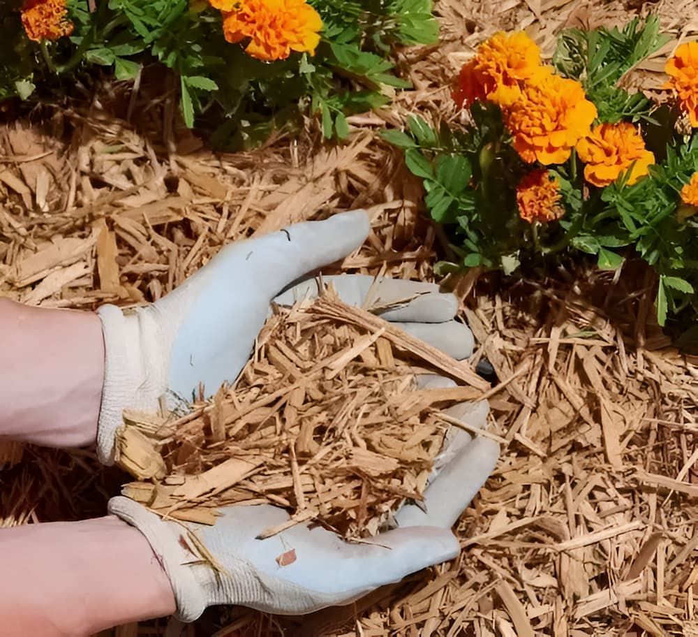 A Person Wearing Gloves Is Holding A Pile Of Mulch — Alex's Vegetation in Port Macquarie, NSW