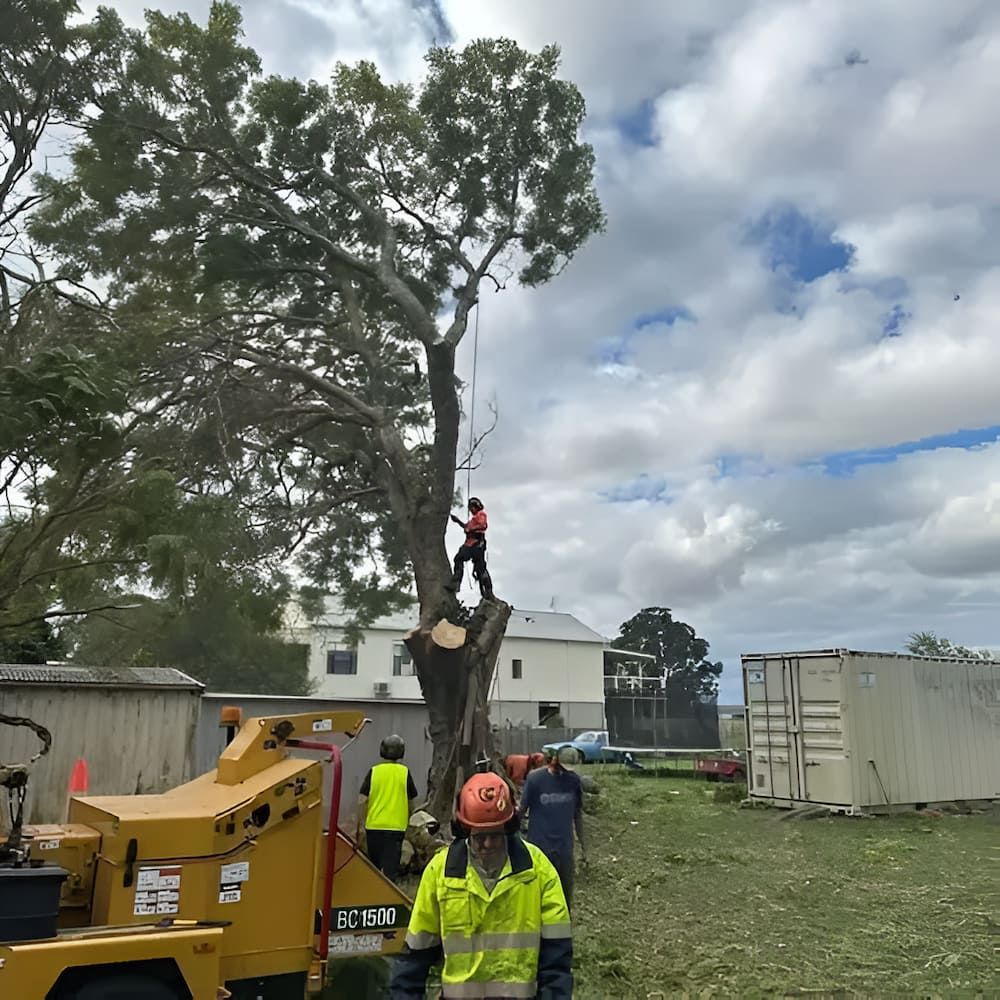 A Man Is Standing On Top Of A Tree Being Cut Down — Alex's Vegetation in Port Macquarie, NSW