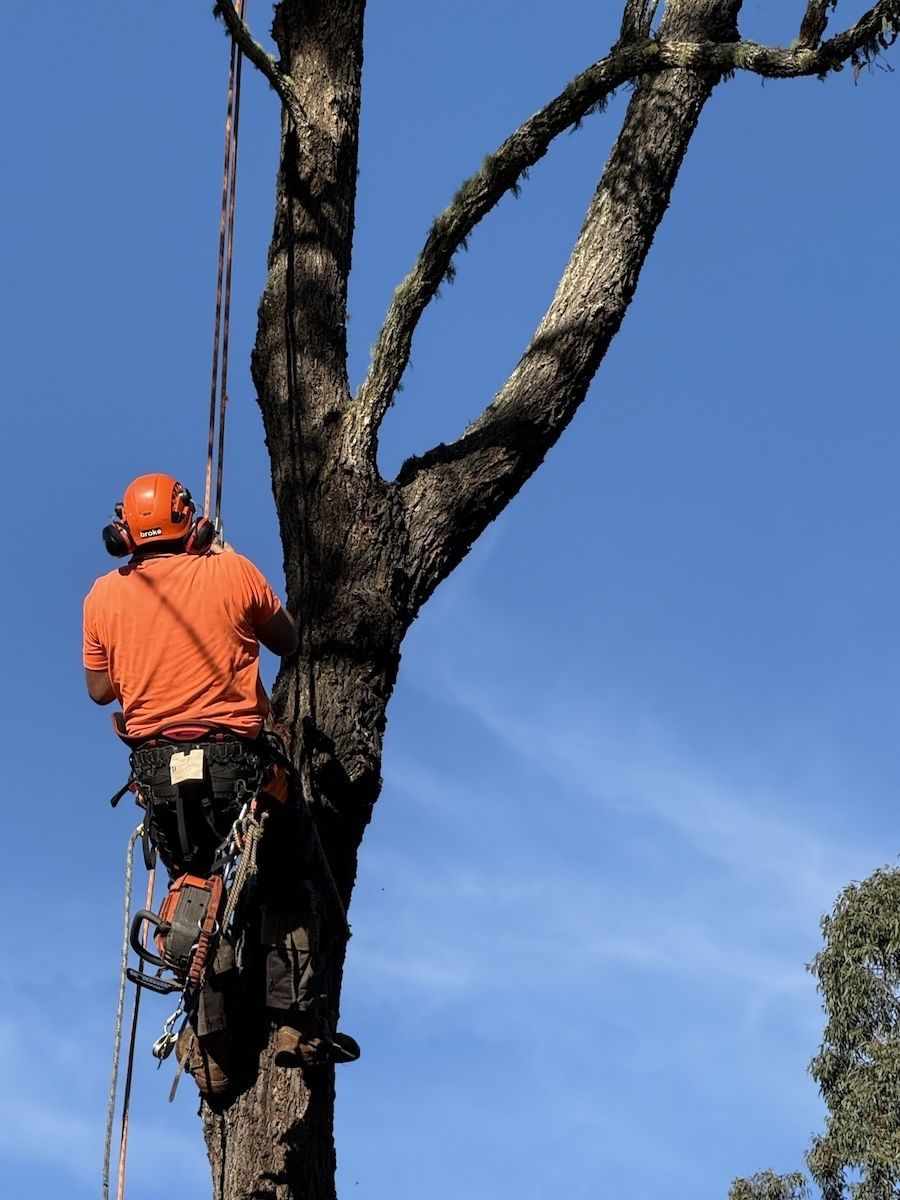 A man is climbing a tree — Alex's Vegetation in Lake Cathie, NSW
