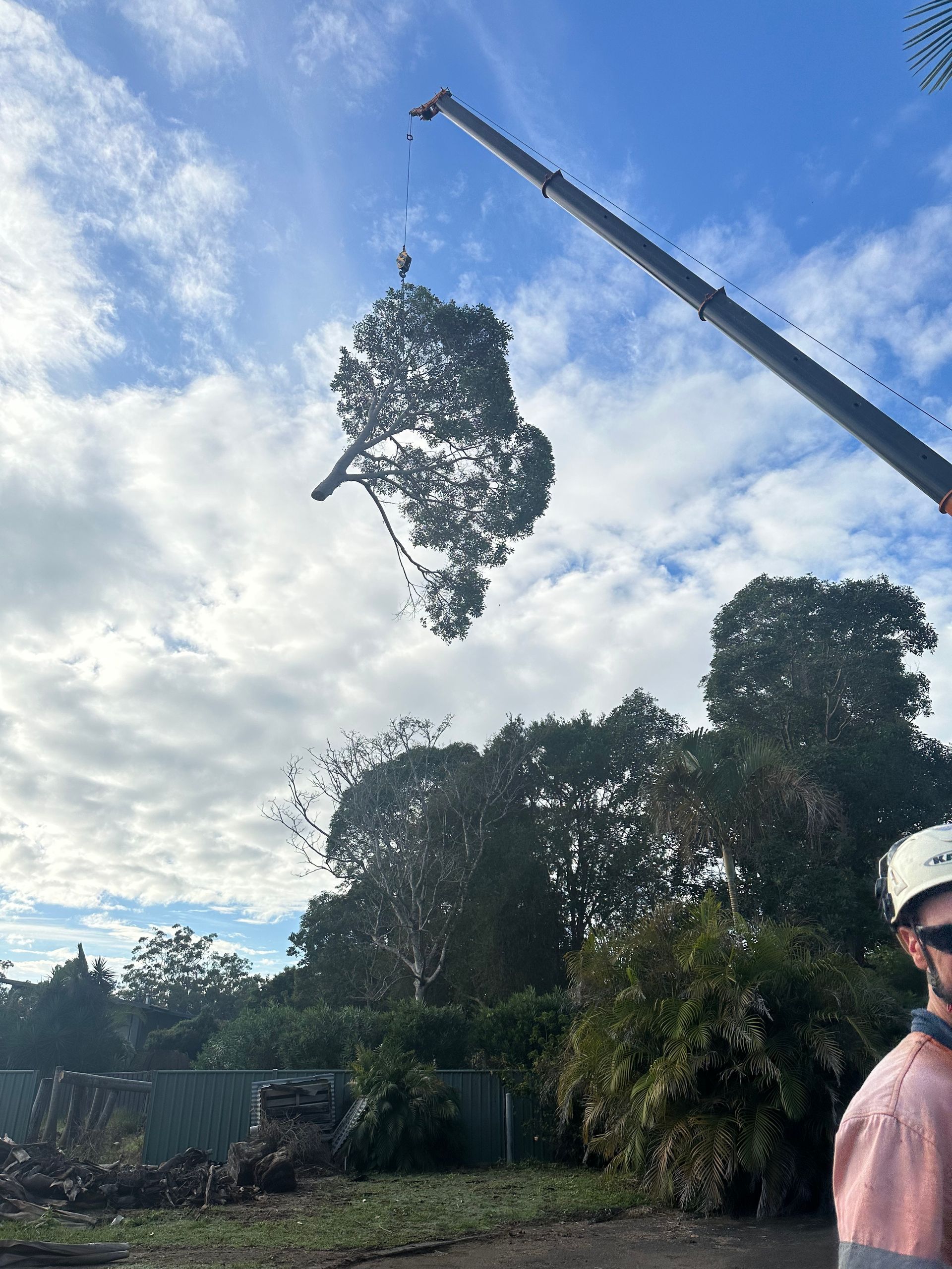 A Tree Is Being Lifted By A Crane — Alex's Vegetation in Port Macquarie, NSW