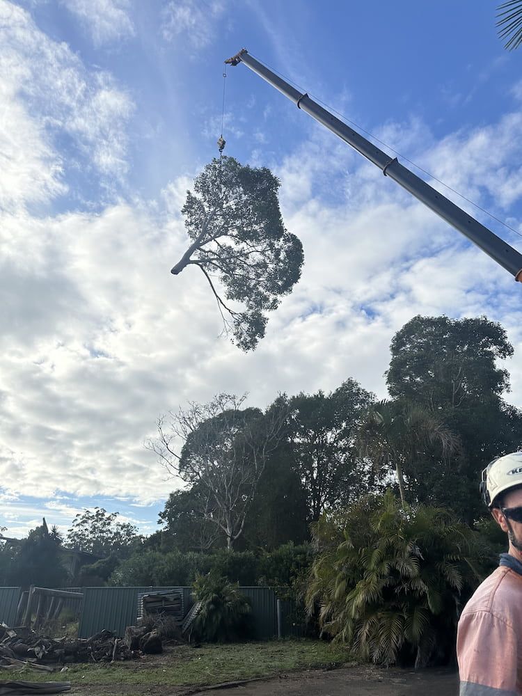 A Crane Is Lifting A Tree In The Air — Alex's Vegetation in Port Macquarie, NSW