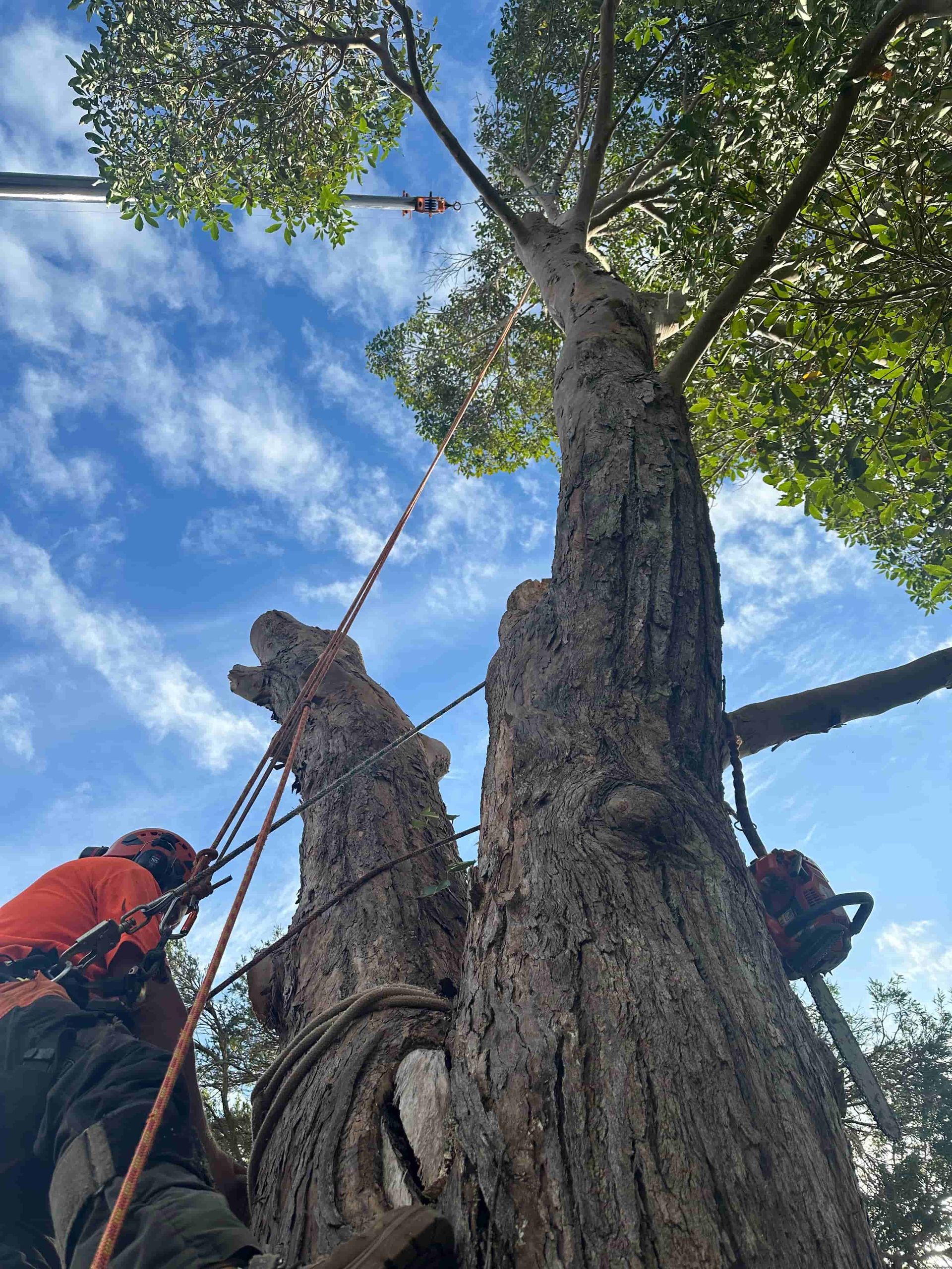 A Man In Safety Straps Attached To A Large Tree — Alex's Vegetation in Port Macquarie, NSW