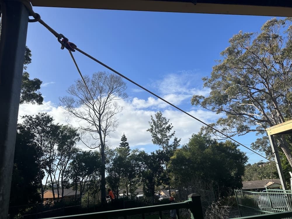 A View Of Trees From A Balcony With A Blue Sky — Alex's Vegetation in Port Macquarie, NSW