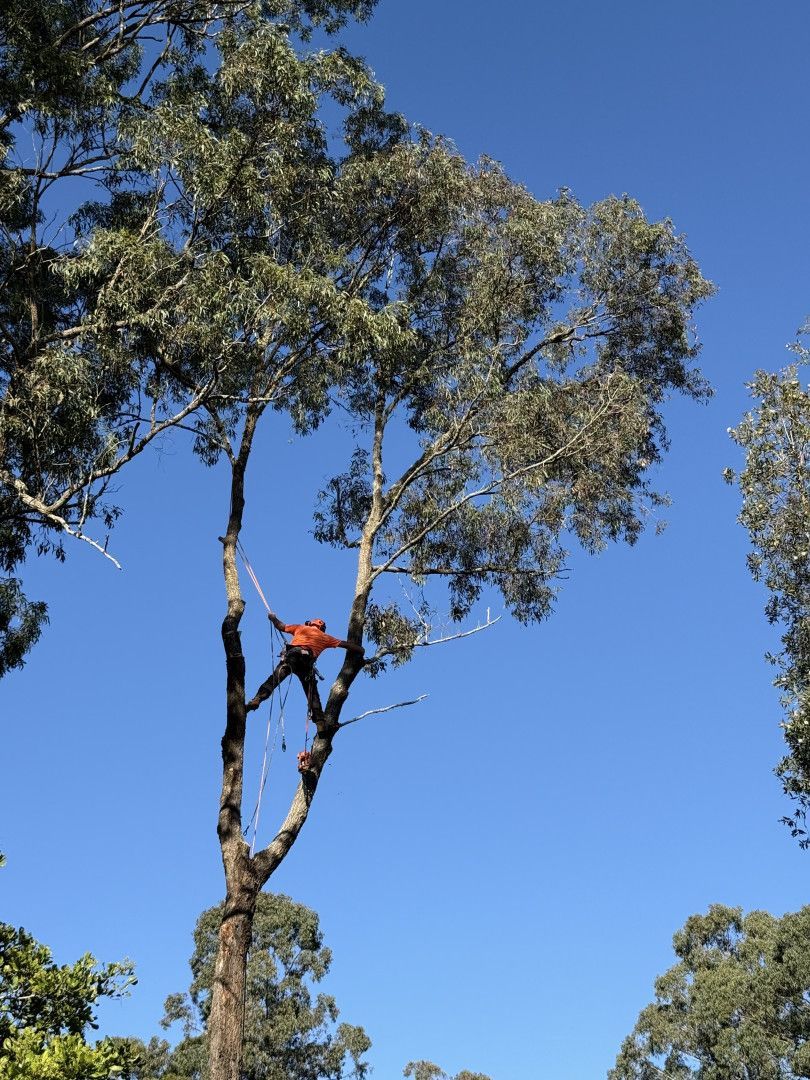 A Man Is Climbing A Tree In Front Of A Building — Alex's Vegetation in Port Macquarie, NSW