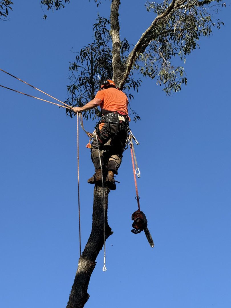 There is a large tree in the middle of a grassy field. — Alex's Vegetation in Lake Cathie, NSW
