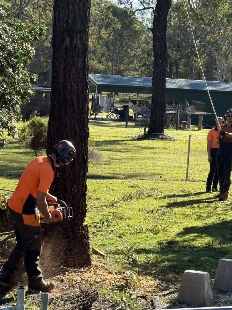 A Man Is Cutting Trees In A Field In Front Of A Building — Alex's Vegetation in Port Macquarie, NSW