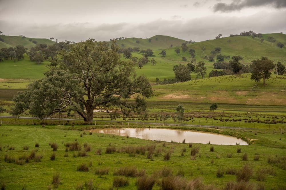 There is a small pond in the middle of a grassy field. — Alex's Vegetation in Bonny Hills, NSW