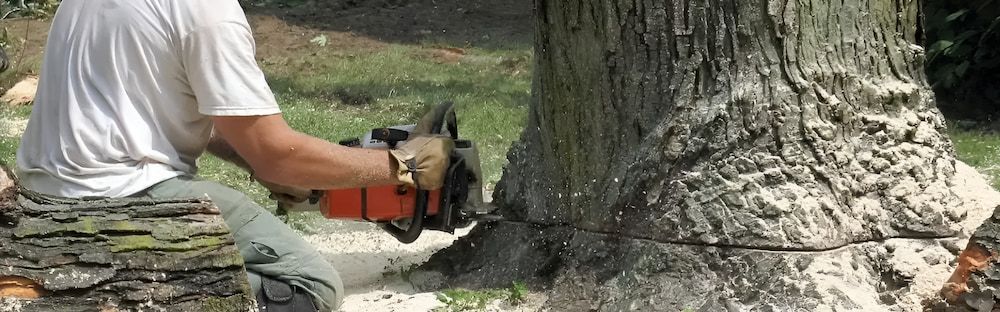 A Man Is Cutting A Tree With A Chainsaw — Alex's Vegetation in Port Macquarie, NSW