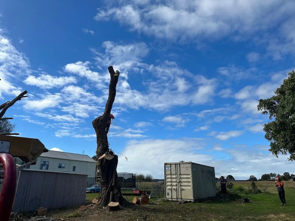 A Tree Is Being Cut Down In A Field With A Blue Sky — Alex's Vegetation in Port Macquarie, NSW