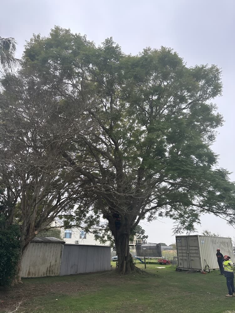 A Man Is Standing In Front Of A Large Tree In A Field — Alex's Vegetation in Port Macquarie, NSW