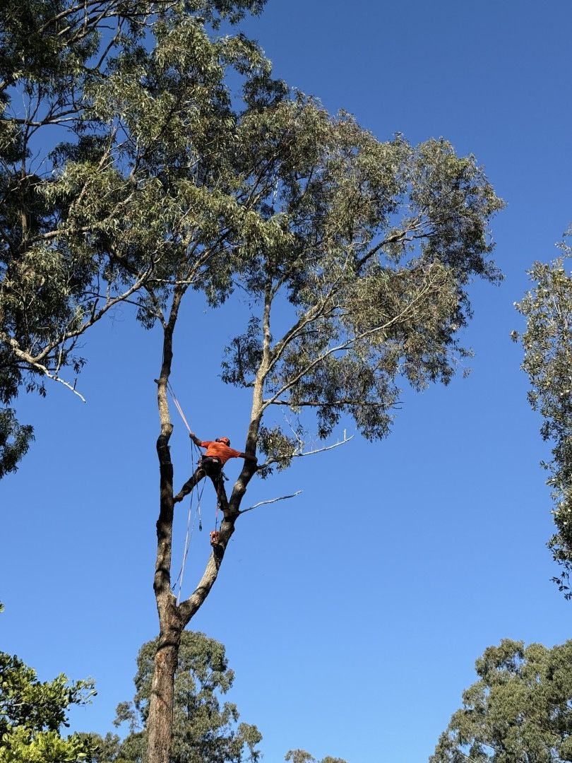 There is a large tree in the middle of a grassy field. — Alex's Vegetation in Lake Cathie, NSW