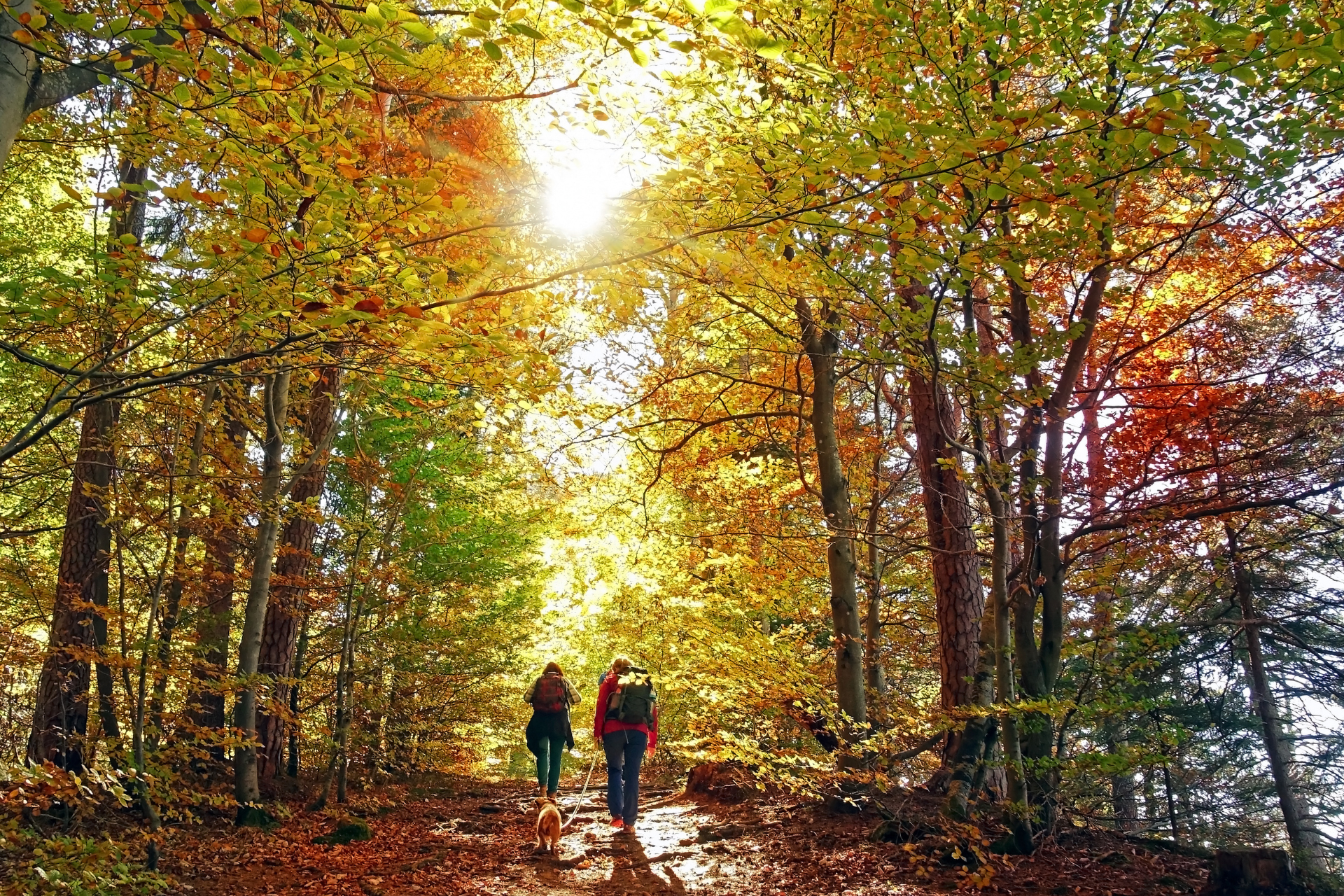 Two people are walking down a path in the woods.