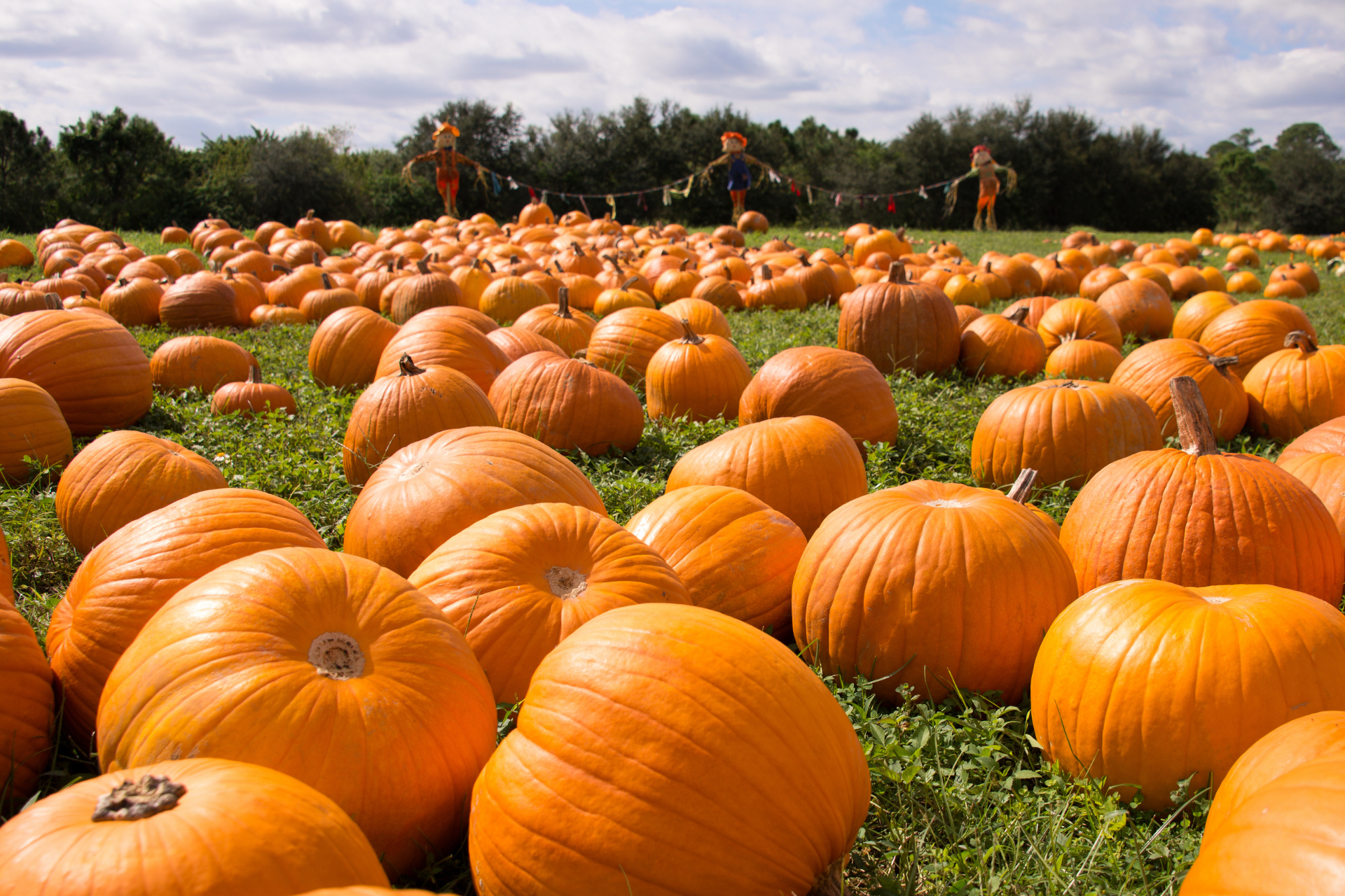 A field of pumpkins with scarecrows in the background