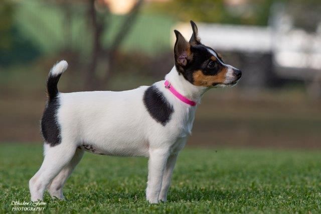 Tenterfieldinterrieri