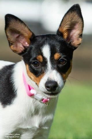 Tenterfieldinterrieri