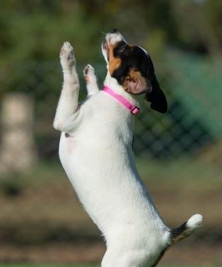 Flick Tenterfieldinterrieri