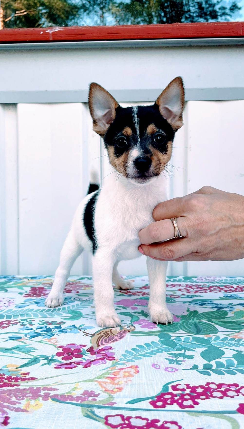 Rolle Tenterfieldinterrieri