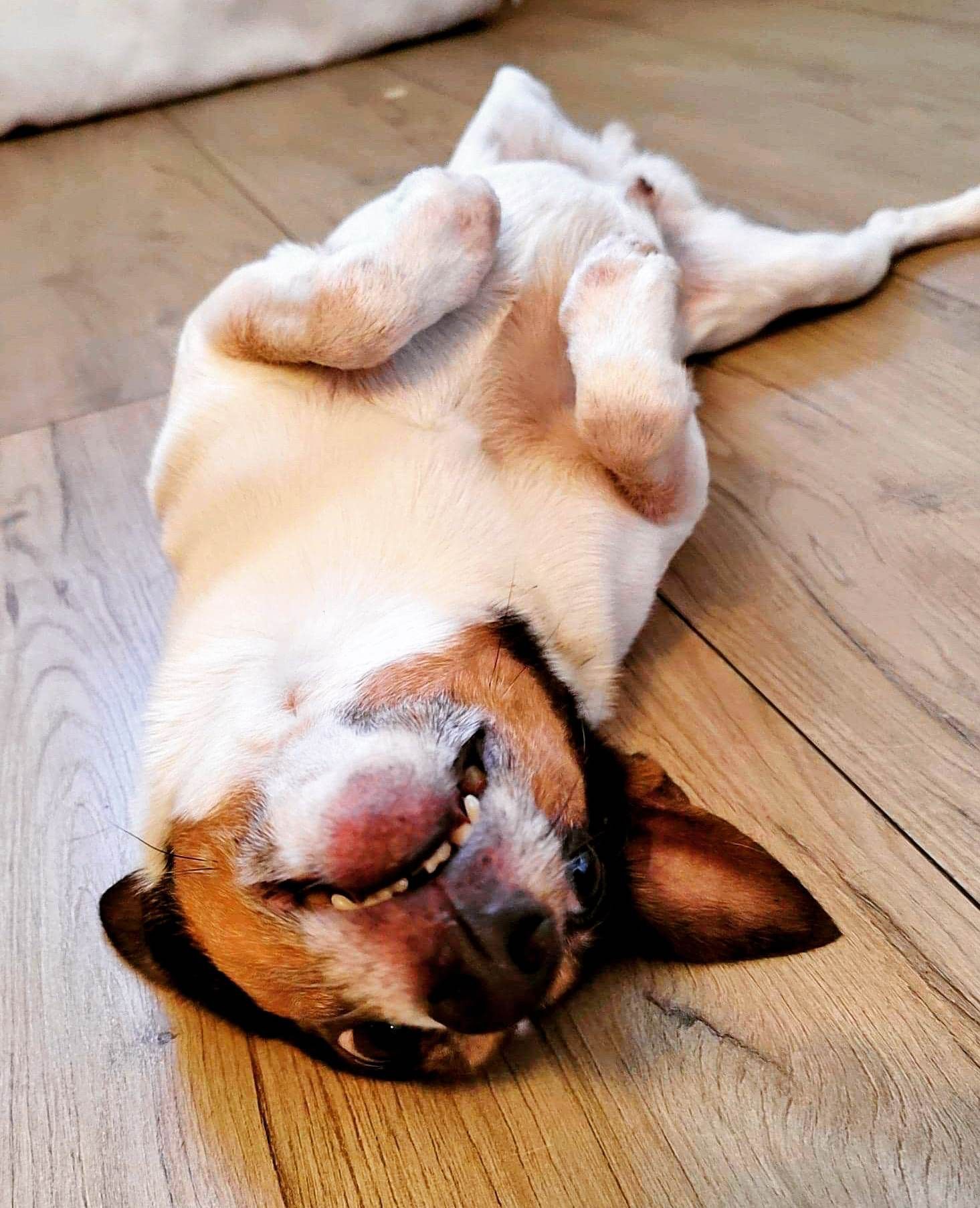 Tenterfieldinterrieri