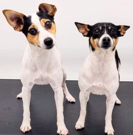 Tenterfieldinterrieri