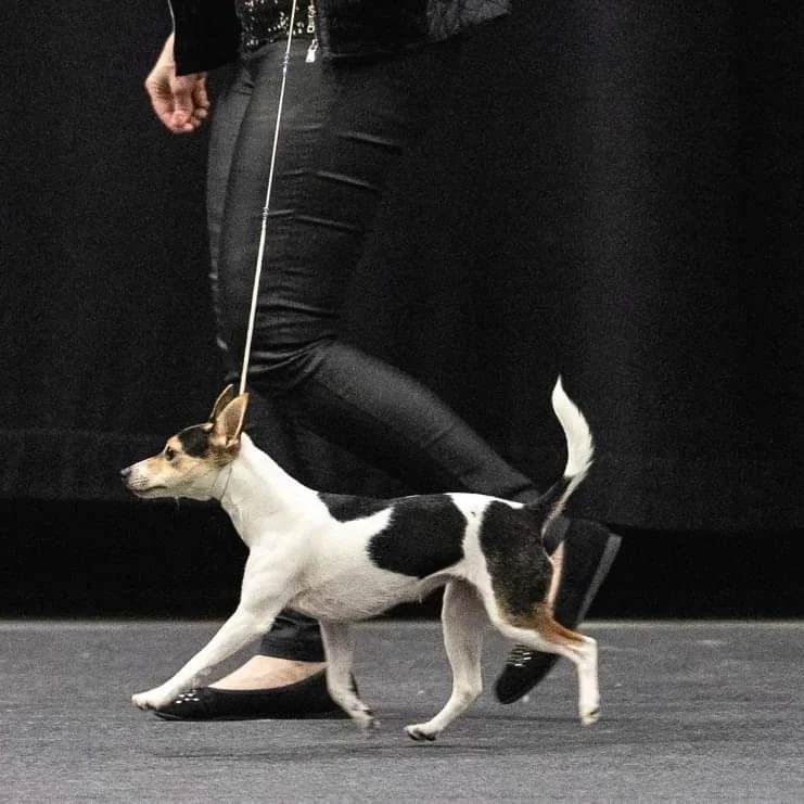 Tenterfieldinterrieri Tintta