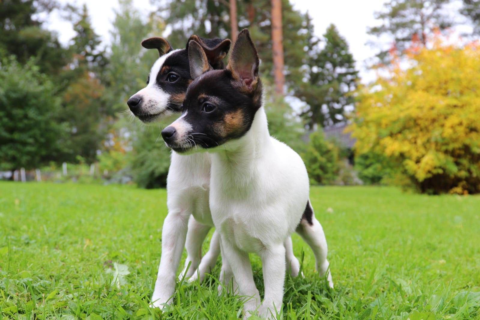 Tenterfieldinterrieri